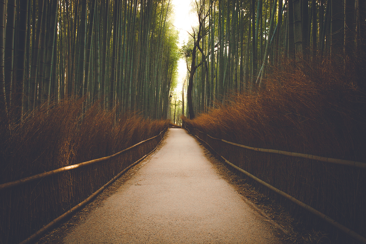 Kyoto_bamboo_forest