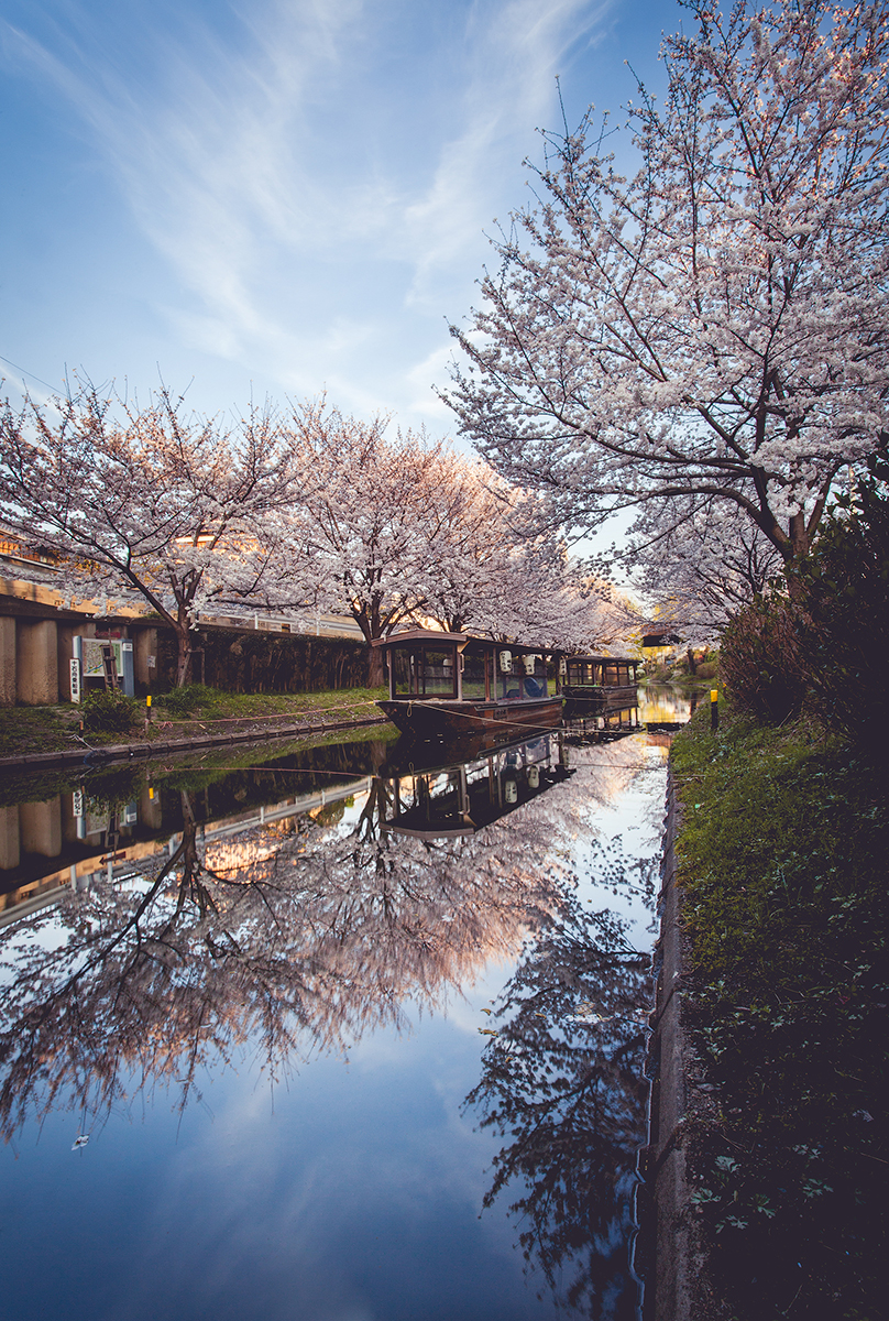 sakura_river